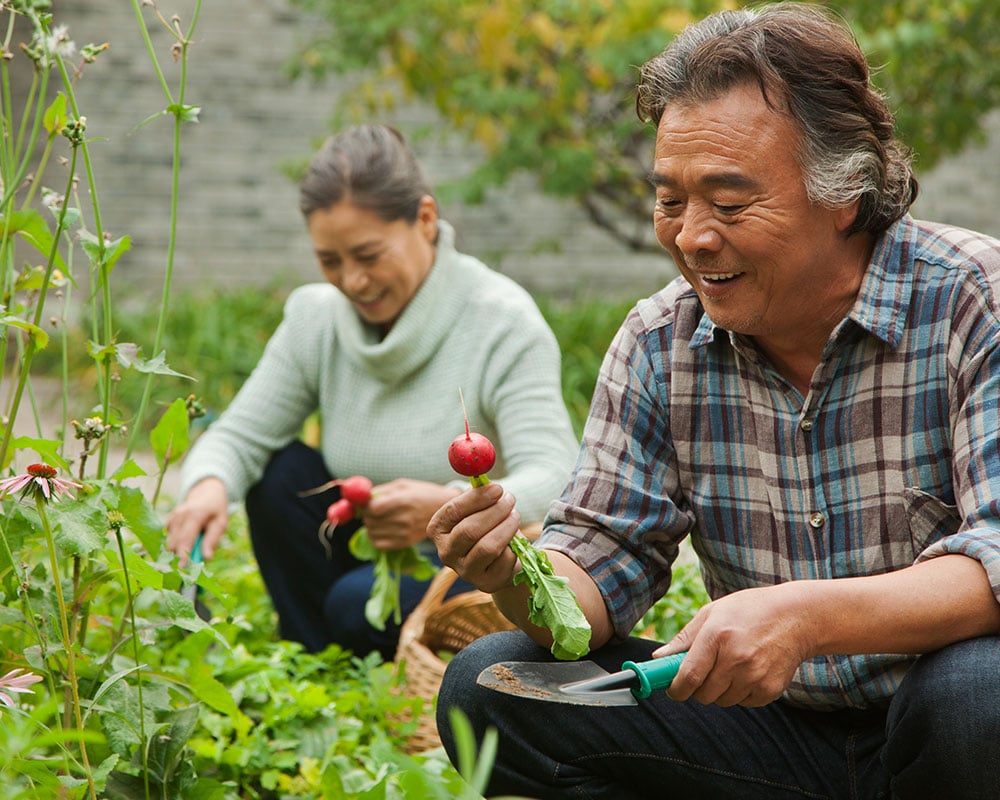 Happy couple picking radishes in garden